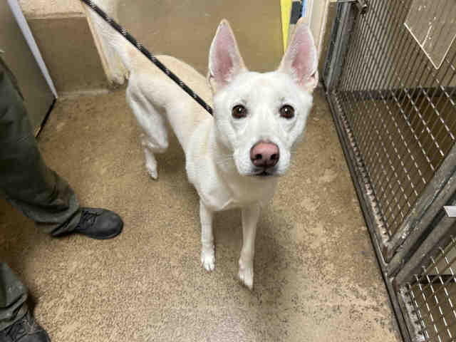 Shelter Stray Male Dog last seen LOS COCHES, 5821 Sweetwater Rd, Bonita, CA 91902, USA