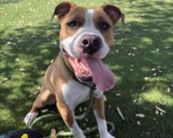 Shelter Stray Male Dog last seen , 3201 Lacy St, Los Angeles, CA 90031, USA