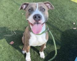 Shelter Stray Male Dog last seen , 3201 Lacy St, Los Angeles, CA 90031, USA