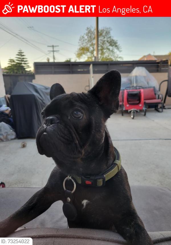 Lost Male Dog last seen 5th Ave and 70th, Los Angeles, CA 90043