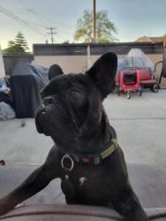 Lost Male Dog last seen 5th Ave and 70th, Los Angeles, CA 90043
