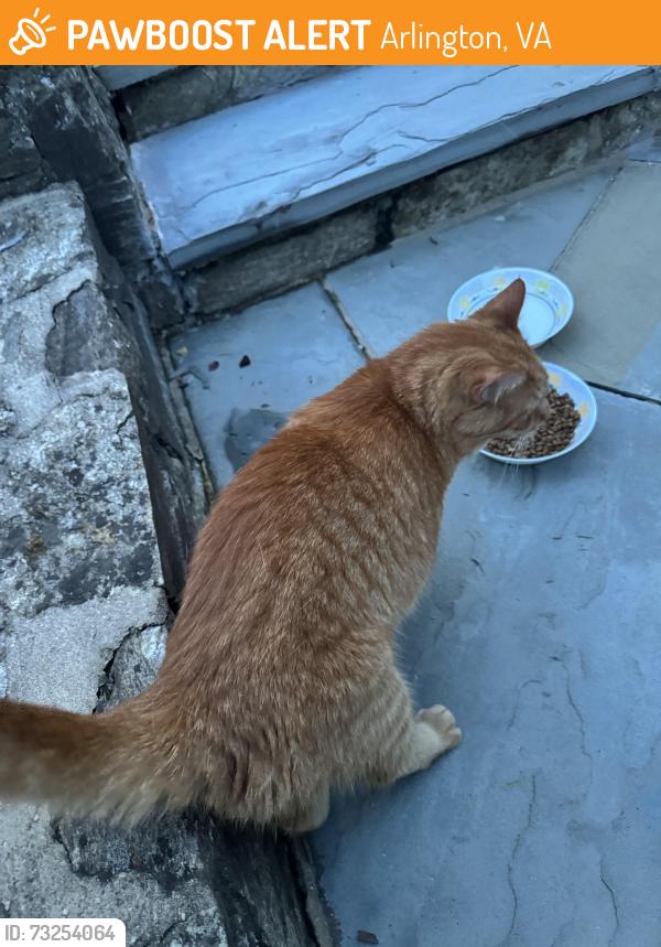 Found/Stray Unknown Cat last seen Roaming around yards, Arlington, VA 22207