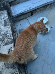 Found/Stray Unknown Cat last seen Roaming around yards, Arlington, VA 22207