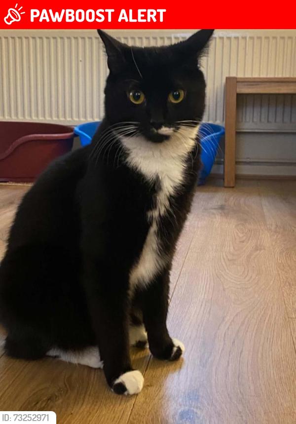 Lost Male Cat last seen Cole avenue, Hampshire, England GU11 1AF