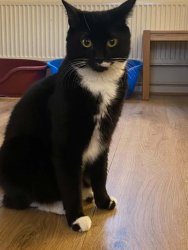 Lost Male Cat last seen Cole avenue, Hampshire, England GU11 1AF