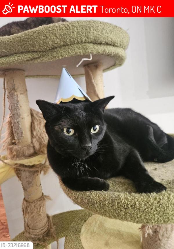 Lost Male Cat last seen Keele & Sheppard (Gambello Cres. & Grandravine/Clayhall/Lamberton/Sentinel area), Toronto, ON M3K 2C5