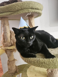 Lost Male Cat last seen Keele & Sheppard (Gambello Cres. & Grandravine/Clayhall/Lamberton/Sentinel area), Toronto, ON M3K 2C5