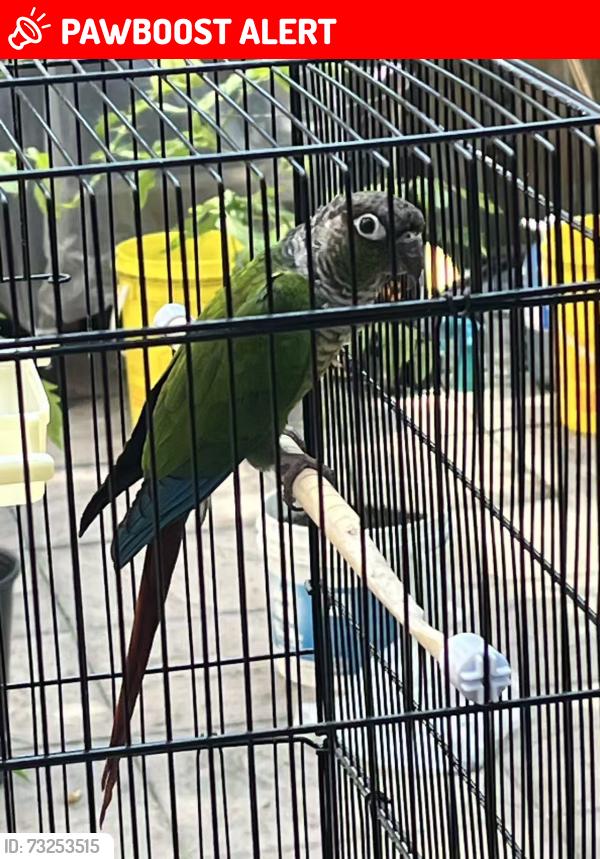Lost Unknown Bird last seen Dundas and Erindale, Mississauga, ON L5C 3A5