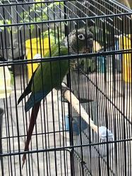 Lost Unknown Bird last seen Dundas and Erindale, Mississauga, ON L5C 3A5