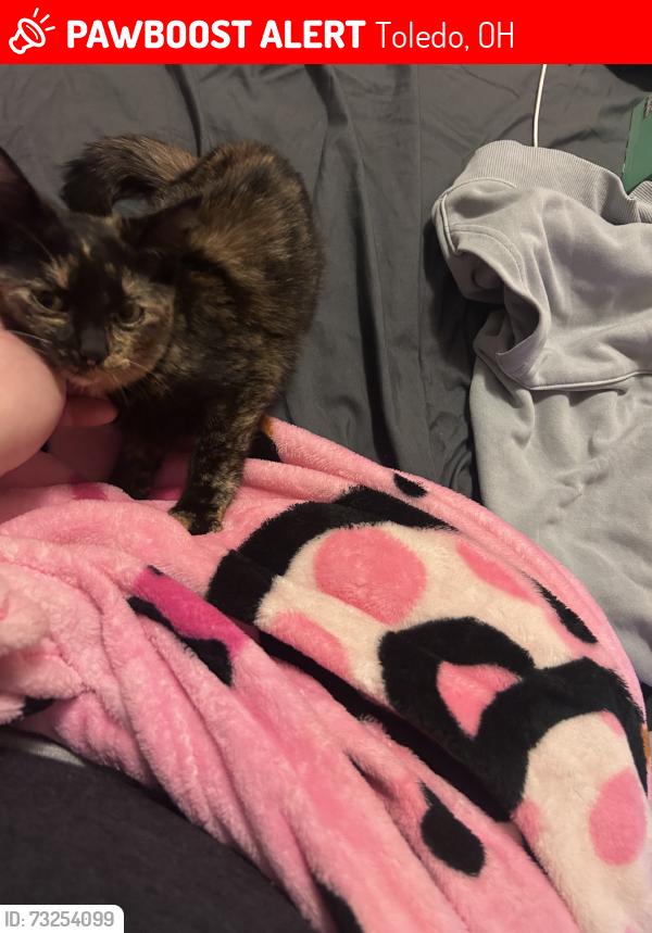 Lost Female Cat last seen Buckeye and ontario st toledo, Toledo, OH 43611