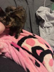 Lost Female Cat last seen Buckeye and ontario st toledo, Toledo, OH 43611