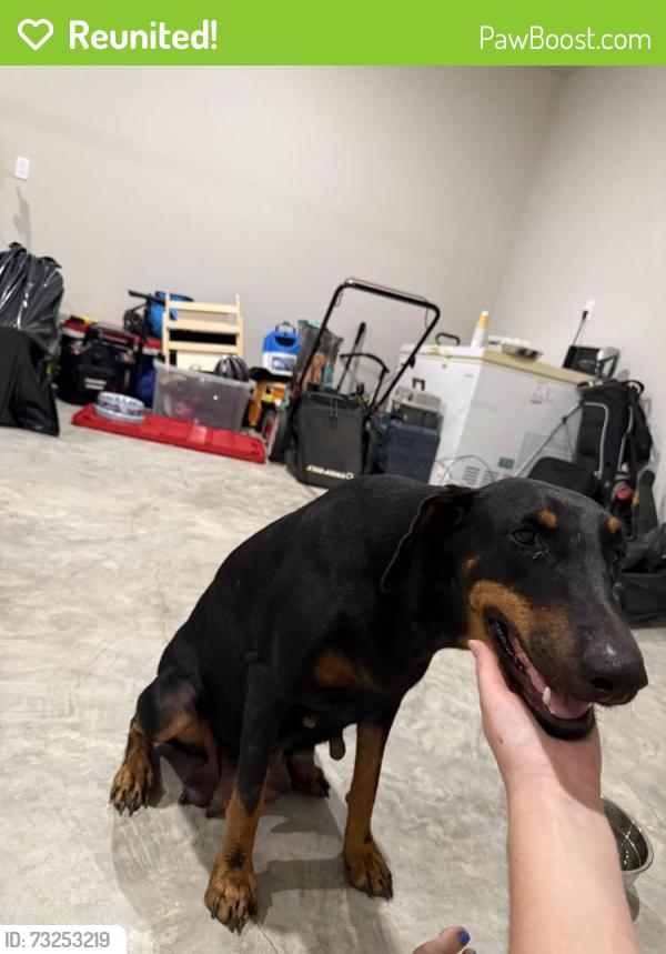 Reunited Female Dog last seen W Tidwell & Duoto St, Houston, TX 77091
