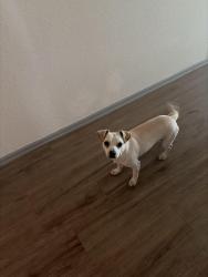 Reunited Male Dog last seen Near park st, Baytown, TX 77520