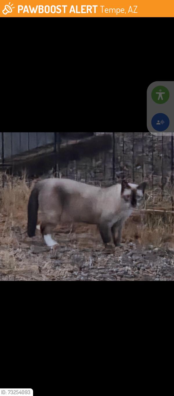 Found/Stray Unknown Cat last seen McLintock and Guadalupe, Tempe, AZ 85283