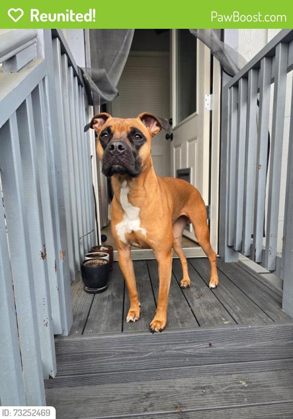 Reunited Female Dog last seen Near Merrill St, Santa Cruz, CA 95062, USA, Santa Cruz, CA 95062