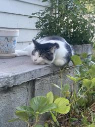 Lost Female Cat last seen Pomona Rd & Havanese Rd, Yakima, WA 98901