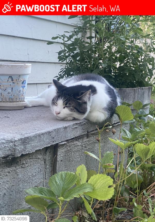 Lost Female Cat last seen Pomona Rd & Havanese Rd, Yakima, WA 98901