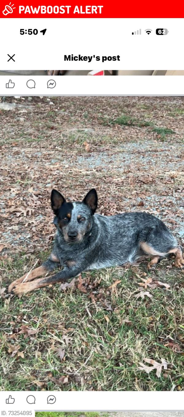 Lost Female Dog last seen hse is right across Bent ridge road, Randolph County, NC 27341