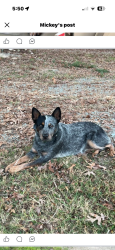 Lost Female Dog last seen hse is right across Bent ridge road, Randolph County, NC 27341