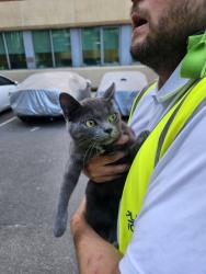 Reunited Female Cat last seen Nicholson Street 4, Greater London, England E3 3UB