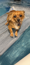 Found/Stray Female Dog last seen kuban blvd, Fort Worth, TX 76120