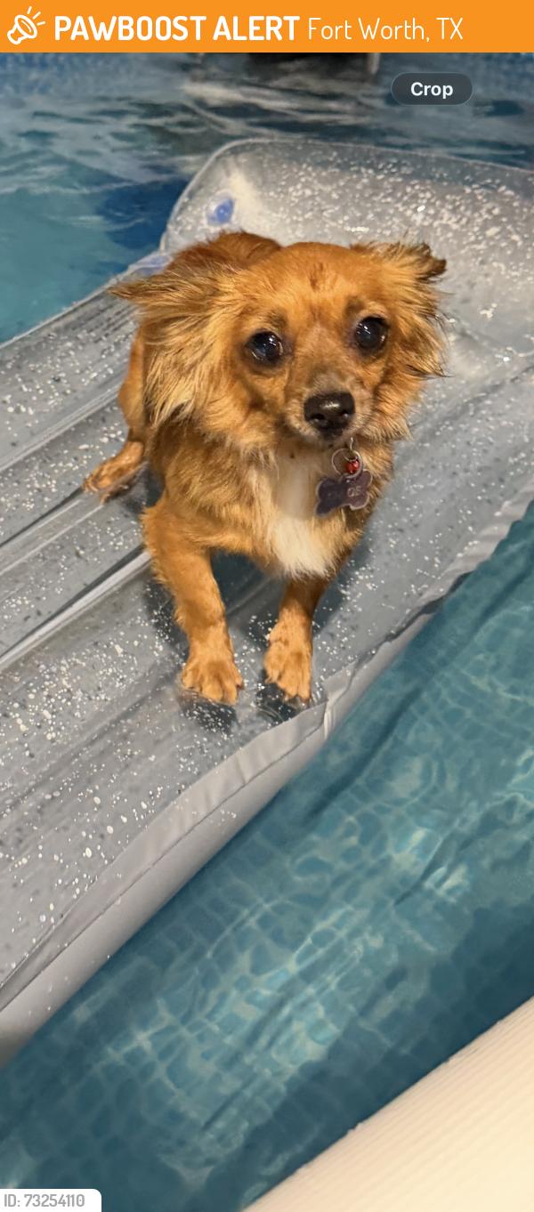Found/Stray Female Dog last seen kuban blvd, Fort Worth, TX 76120