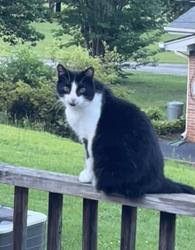 Lost Female Cat last seen Gaston and Paris View Drive, Travelers Rest, SC 29690
