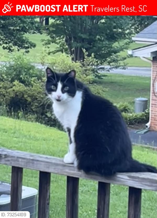 Lost Female Cat last seen Gaston and Paris View Drive, Travelers Rest, SC 29690