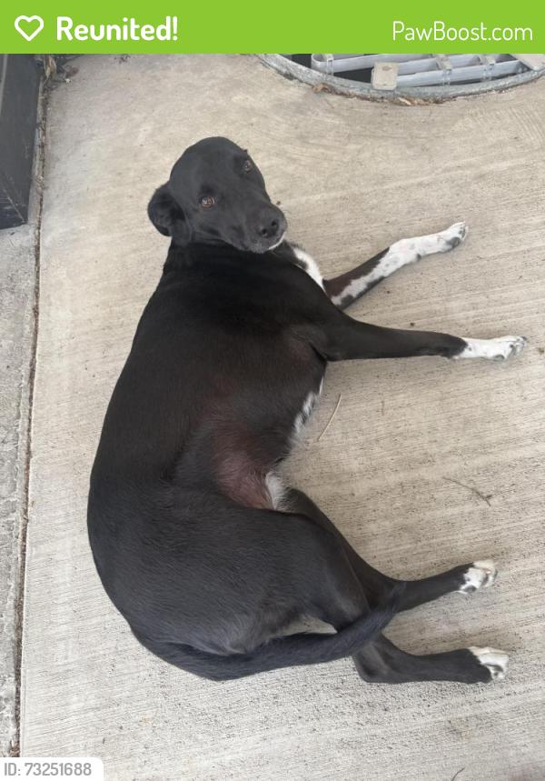 Reunited Unknown Dog last seen Vrain St and Jewel Ave, Denver, CO 80219