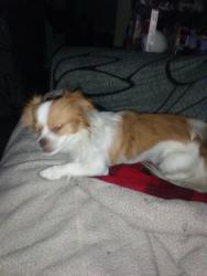 Lost Male Dog last seen Mack road- center parkwy, Sacramento, CA 95823