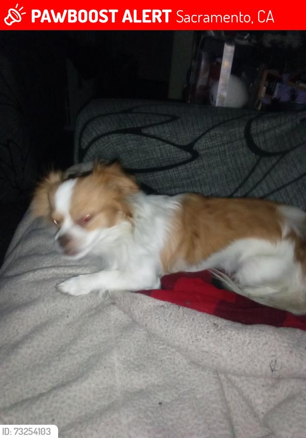 Lost Male Dog last seen Mack road- center parkwy, Sacramento, CA 95823