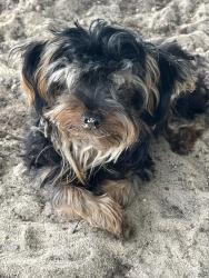 Found/Stray Male Dog last seen Morgan Road Yatesville GA, Upson County, GA 31097