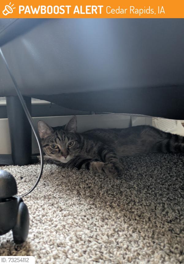 Found/Stray Female Cat last seen Near Sherman st near knoll ridge park, Cedar Rapids, IA 52402