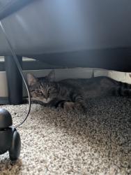 Found/Stray Female Cat last seen Near Sherman st near knoll ridge park, Cedar Rapids, IA 52402