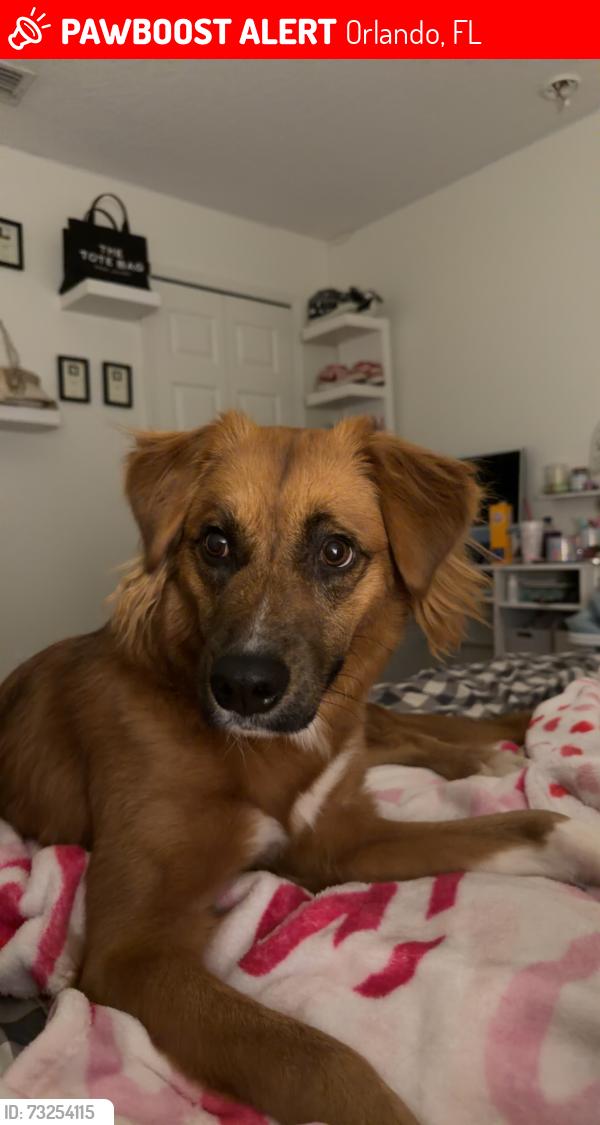 Lost Male Dog last seen Near benson park blvd. Backyard, Orlando, FL 32829