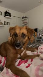 Lost Male Dog last seen Near benson park blvd. Backyard, Orlando, FL 32829