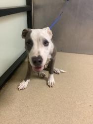 Shelter Stray Male Dog last seen , , TX, 355 Hillshire Dr, Haslet, TX 76052, USA