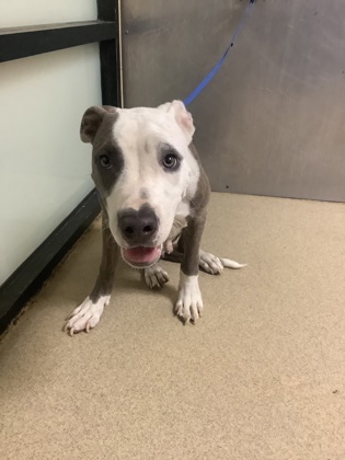 Shelter Stray Male Dog last seen , , TX, 355 Hillshire Dr, Haslet, TX 76052, USA