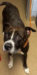 Shelter Stray Male Dog last seen Near Mohican Trail Stone Mountain, 30083, 30083, GA, 3280 Chamblee Dunwoody Rd, Chamblee, GA 30341, USA