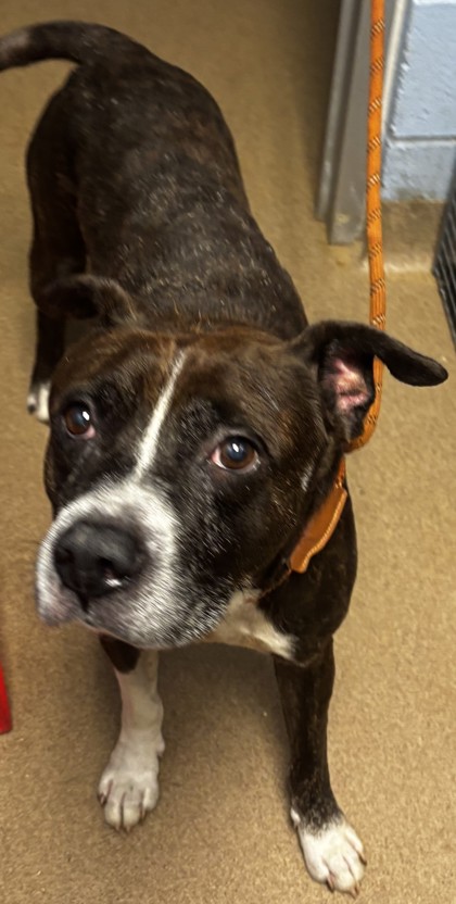 Shelter Stray Male Dog last seen Near Mohican Trail Stone Mountain, 30083, 30083, GA, 3280 Chamblee Dunwoody Rd, Chamblee, GA 30341, USA