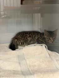 Shelter Stray Female Cat last seen Knotty Pine Trl, Gastonia, NC, 1491 Business Park Ct, Gastonia, NC 28052, USA