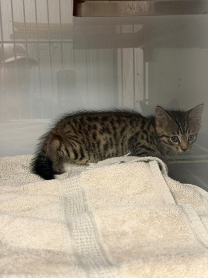 Shelter Stray Female Cat last seen Knotty Pine Trl, Gastonia, NC, 1491 Business Park Ct, Gastonia, NC 28052, USA