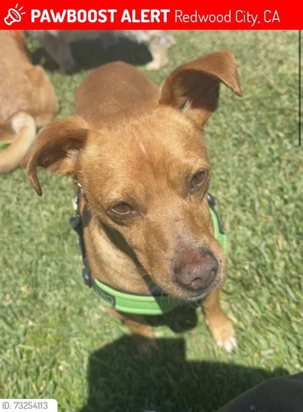 Lost Male Dog last seen Hampton and Valota Ave, Redwood City, Redwood City, CA 94061