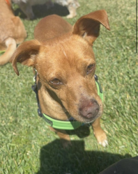 Lost Male Dog last seen Hampton and Valota Ave, Redwood City, Redwood City, CA 94061