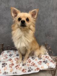 Shelter Stray Male Dog last seen 600-blk. Cavan Rd., Duncanville, TX, 1150 E Pleasant Run Rd, Cedar Hill, TX 75104, USA