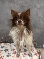 Shelter Stray Male Dog last seen 600-blk. Cavan Rd., Duncanville, TX, 1150 E Pleasant Run Rd, Cedar Hill, TX 75104, USA