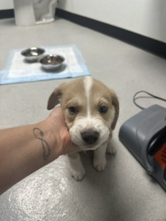 Shelter Stray Male Dog last seen Sunflower, City of Alvarado, TX, 602 S Pkwy Dr, Alvarado, TX 76009, USA