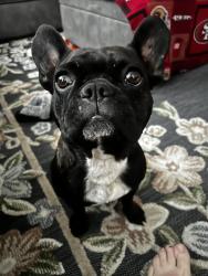 Reunited Female Dog last seen Milan way / Lindsay drive, Roseville, CA 95678
