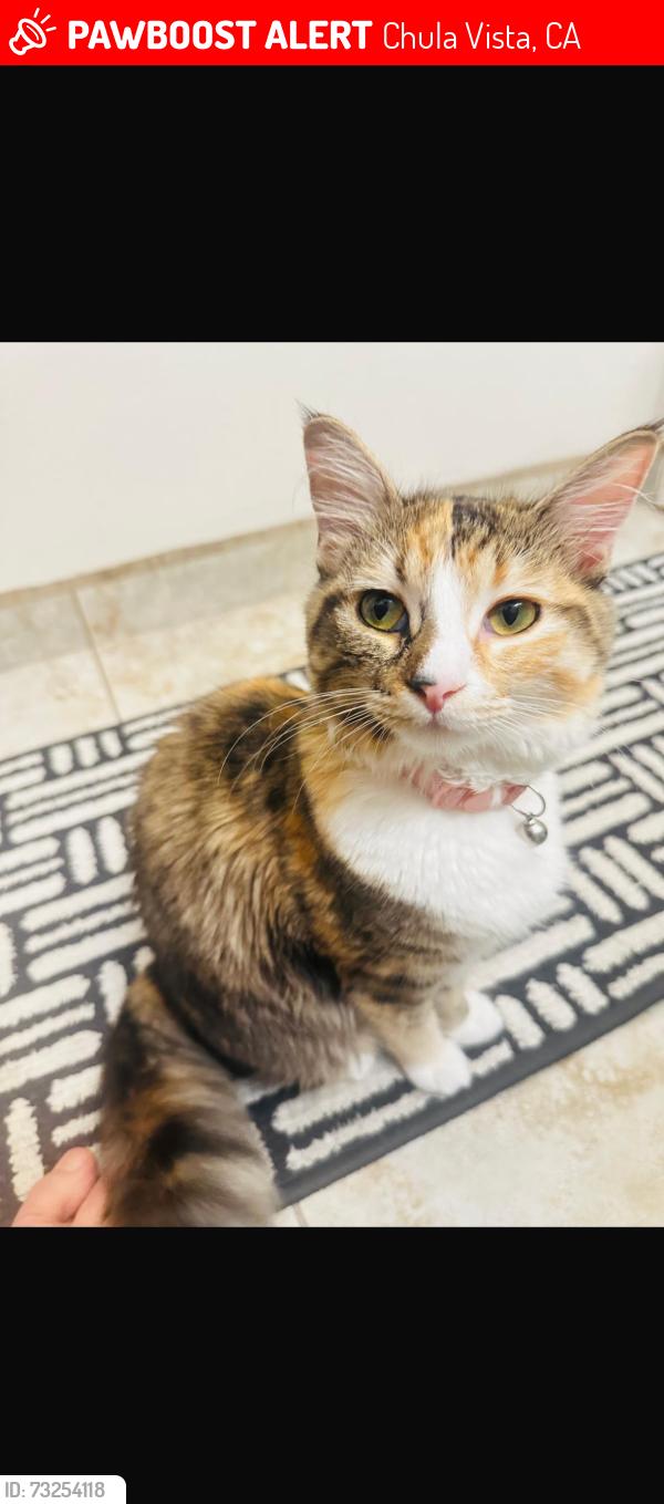 Lost Male Cat last seen Palm ave Chula Vista, Chula Vista, CA 91911