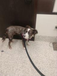 Shelter Stray Female Dog last seen Near Woodland AVE SE, Atlanta, GA, 1251 Fulton Industrial Blvd NW, Atlanta, GA 30336, USA